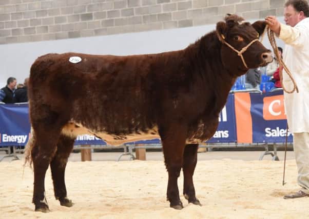 Beef Shorthorn Coldrochie Grace Beauty selling for 11,000gns.