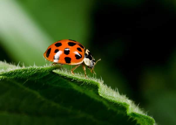 A Harlequin Ladybird. Credit - Shutterstock
