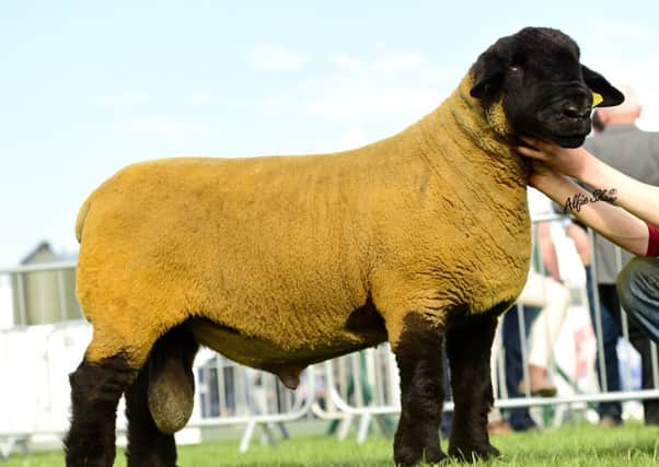 The Burnview consignment consists of gimmers bred by the impressive  
Birness Murray, 2016 UK Sire of the Year
