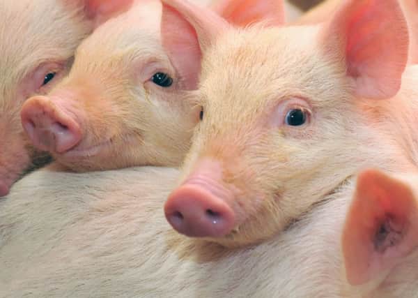 Pigs who are photographed on one of farms