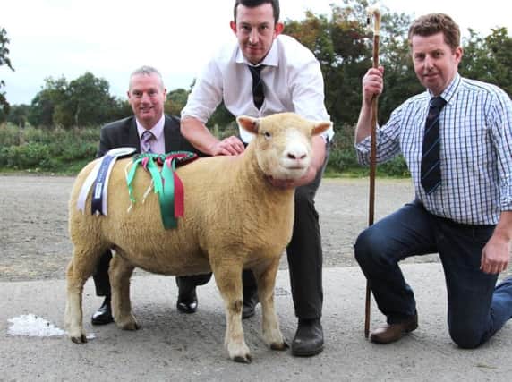 Show and Sale Champion with breeder B.Lamb, Judge G.Henderson and Seamus McCormick from Danske Bank.