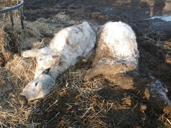 Picture from the RSPCA of animals on a farm in Bedfordshire