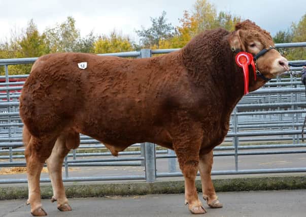 Lot 14 Senior Champion 'Nealford Loxley' from J H Neale & Son   Launceston. Sold at 5,500gns