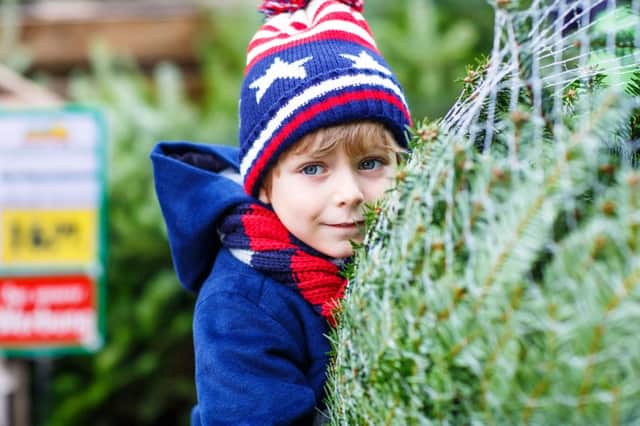 Exciting times - a young boy chooses a Christmas tree