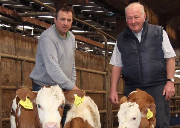 Selecting calves for one of the forthcoming Fleckvieh dropped calf sales are Ballinderry dairy herd owner Gavin Hayes, and David Hazelton, Bayern Genetik.