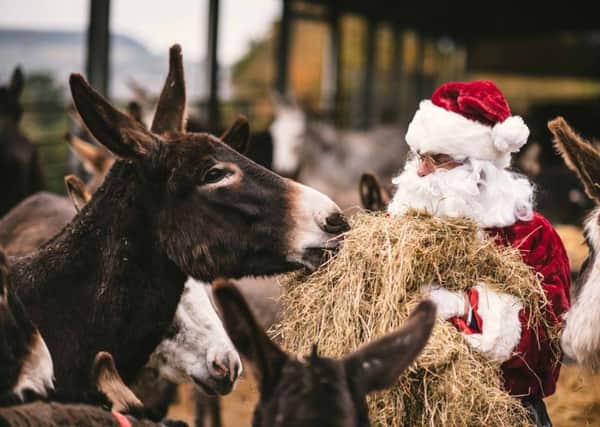 The Donkey Sanctuary Belfast to host Christmas Fair on Saturday 3 December and Sunday 4 December from 10.00am to 2.00pm