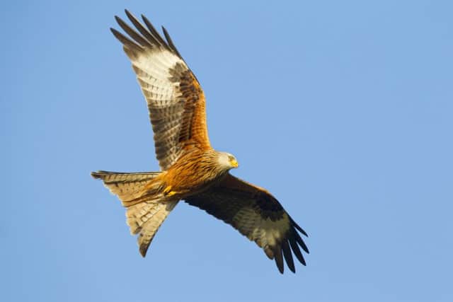 Red kite Milvus milvus, in flight, UK, March.