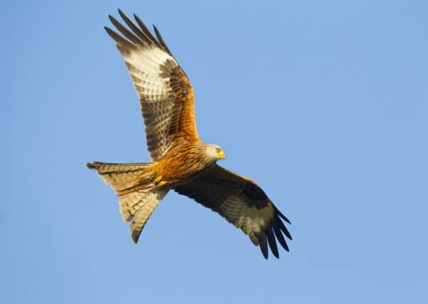 Red kite Milvus milvus, in flight, UK, March.