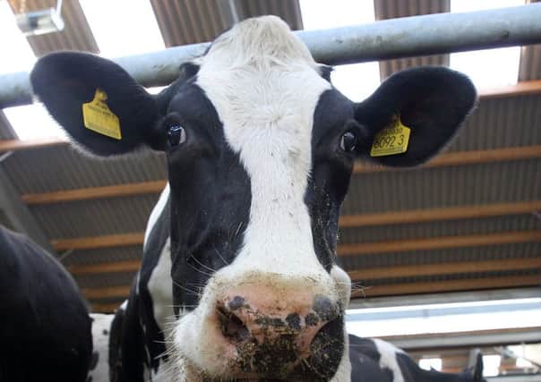 Ulster Farmers' Union - dairy cows at Greenmout Agricultural College. Picture: Cliff Donaldson