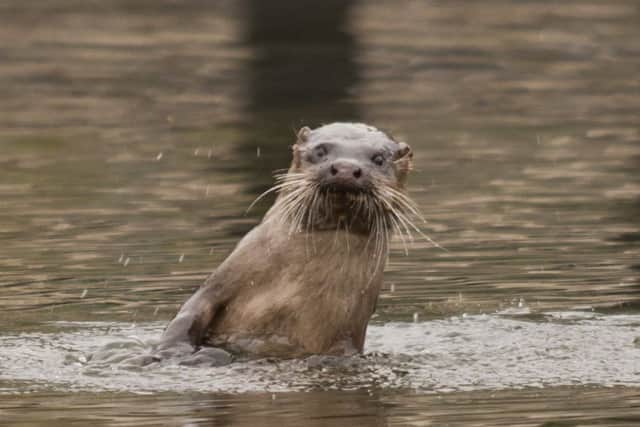 An otter on the River Bann.