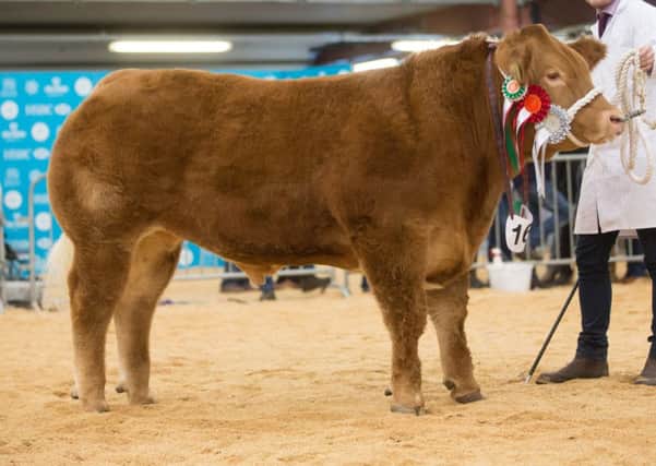 Tip Top, steer and overall champion