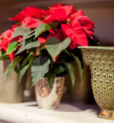 Decorative Christmas Poinsettia