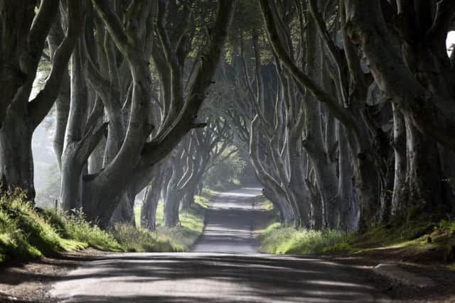 The Dark Hedges. Picture by Michael Cooper