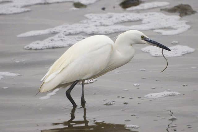 Little egrets are more common in warmer parts of Europe.