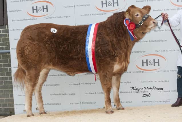 Grahams Lilly - Overall Champion - 32,000gns