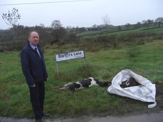 Dead calf found on the roadside
