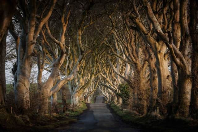 The Dark Hedges have become a powerful symbol of Northern Irelands growing tourism strength and appeal