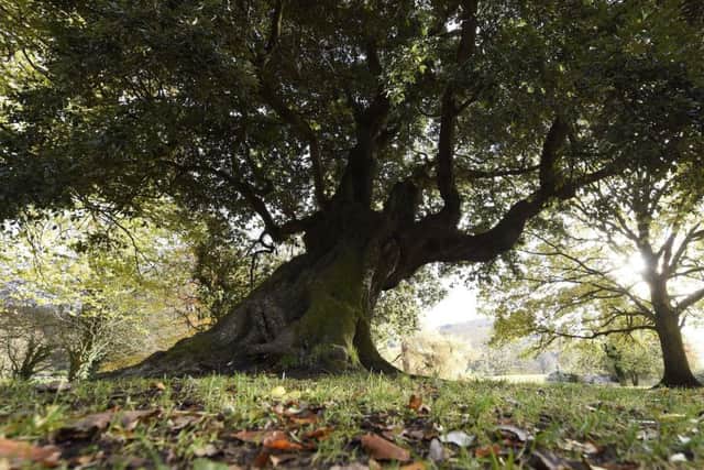 Old Homer, a holm oak in Rostrevors Kilbroney Park, has been crowned Northern Irelands Tree of the Year in a search for the nations best-loved tree.  Organised by the Woodland Trust, the competition saw six trees compete for public votes.  The champion, nominated by LIGHT 2000, will go on to represent Northern Ireland in the European Tree of the Year competition, which takes place next February