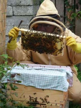 Beekeeping courses are being offered in Dromore