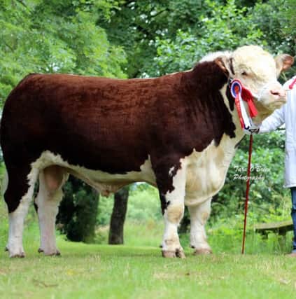 Mullaghdoopoll 1 Elite was winner of the Hereford Bull of the Year award having taken a number of breed championships for his owner, Ciaran Kerr from Lurgan.
