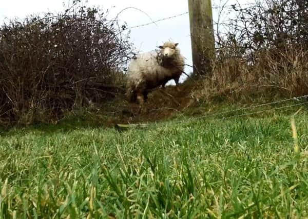 A sheep that was caught in brambles and barbed wire in a field in Swansea was rescued by the RSPCA on Christmas Day.