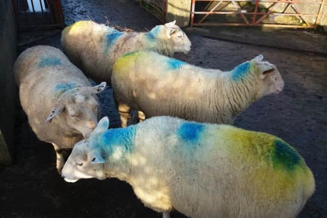 Sheep similar to these were stolen from farmer Paul Magowan