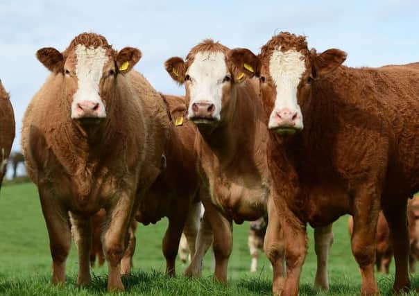 The Corries will sell 100 heifers on 11th January at Ballymena Mart and extend a warm welcome to suckler farmers to attend.