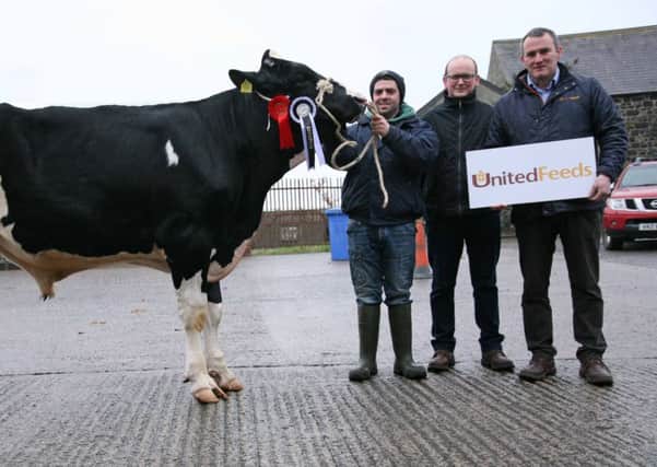 Andrew Patton exhibited the champion Ards Ashwood. Included are judge Conor Casey, Cloughmills; and Martin Clarke, United Feeds, sponsor. Picture: John McIlrath
