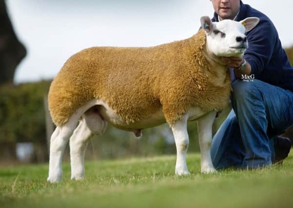 Stainton Victor -Sire to some of the Straidarran Gimmers heading to the January Gems Sale