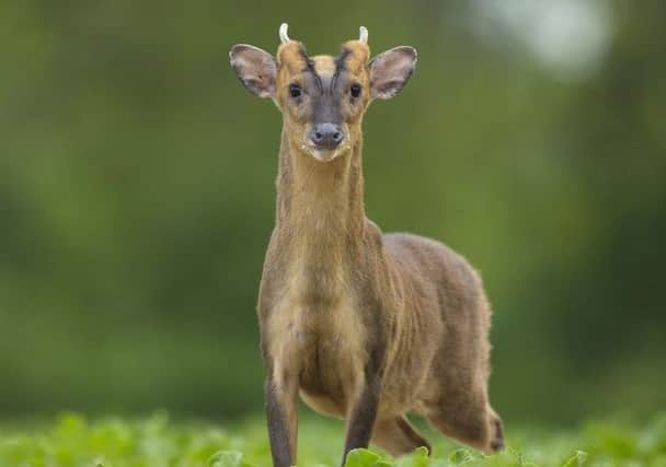The dangerous Muntjac deer appear to be breeding in the wild in Northern Ireland