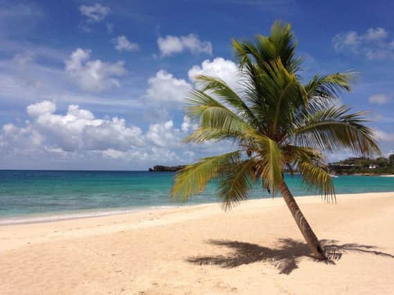 A palm tree on a beach in Antigua