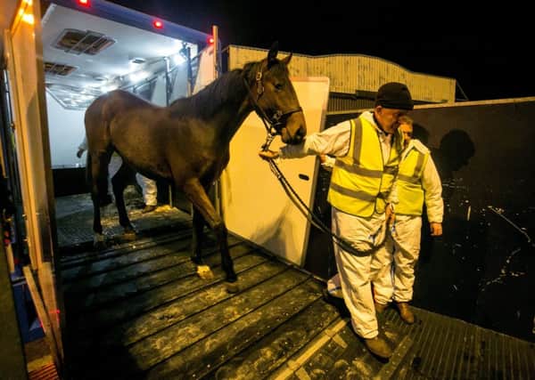 A thoroughbred horse being transported to a Boeing 747 cargo plane from Shannon airport, as seventy six thoroughbred horses have been flown to Beijing in the largest ever single export of Irish racing bloodstock to China