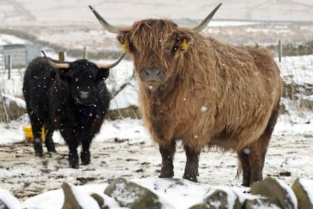 Highland cattle in the snow near Brough, as blizzard conditions are set to sweep in, bringing "a real taste of winter to the whole of the UK".