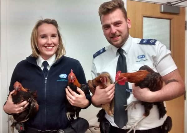 Lucy Fackerell and Joe White yesterday (Wednesday, 11 January) rounded up the clucky foursome - named Babs, Rocky, Mac and Fowler - and took them into care.