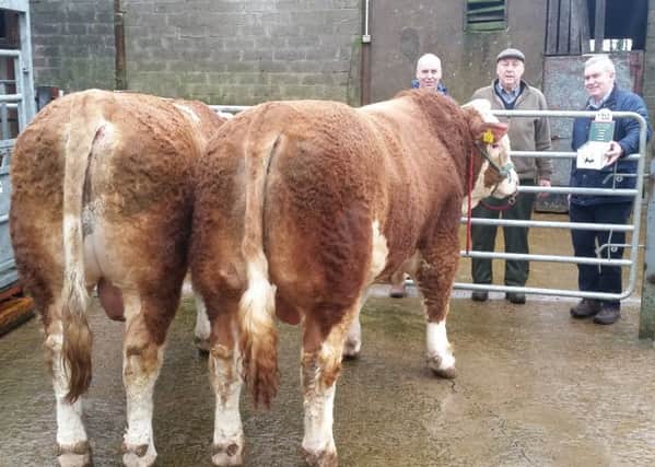 Two fine Simmental Pedigree bulls on the farm of William and George Nelson from Roslea, Co Fermanagh