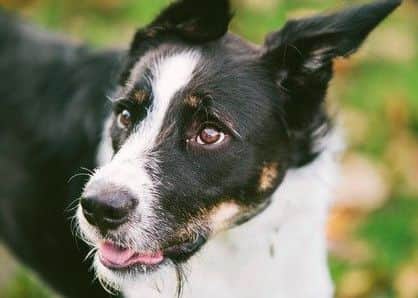 Griffin is a Collie Terrier cross breed aged approx. 2-3 years old.
He adores his walks and time spent away from the centre, off he goes down the lane with a jump and skip whilst taking in the world around him! (Photos by Keith Rutherford Photography)