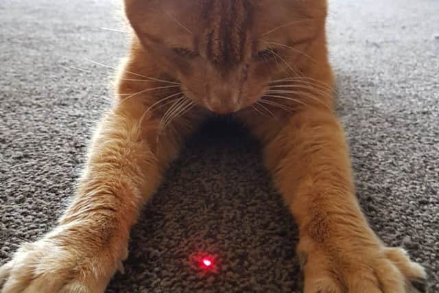 Despite being approximately 17 years-old, Dave says Tom is a playful cat who loves playing his 'laser game' (Credit: Dave Graham)