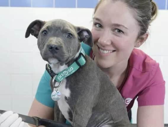 Macie, a 14-week-old Staffirdshire Bull Terrier who swallowed a kitchen knife and required life-saving surgery. Picture: Sandy Young