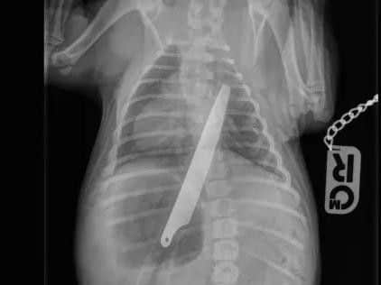 An X-ray of pup Macie, who swallowed an eight-inch knife. Picture: PDSA