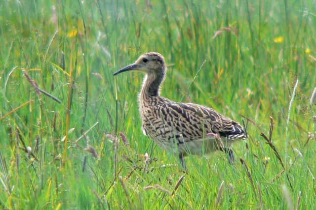 Curlew chick, Glenwherry. Picture: Neal Warnock