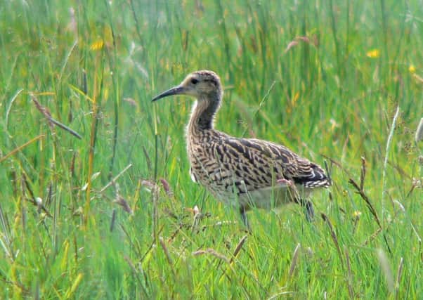 Curlew chick, Glenwherry. Picture: Neal Warnock