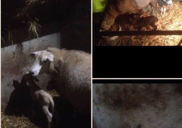 Lambs from a previous PSNI livestock raid