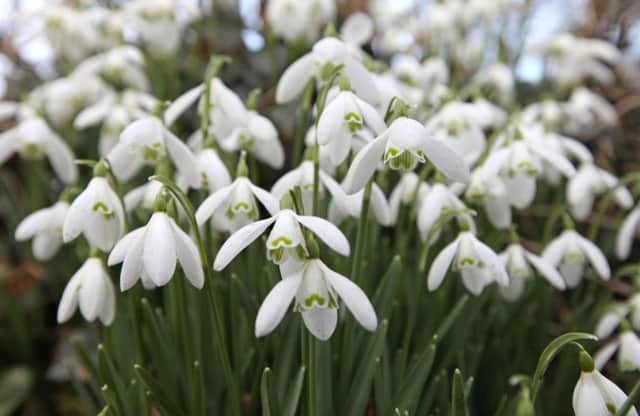 A  close-up of some snowdrops