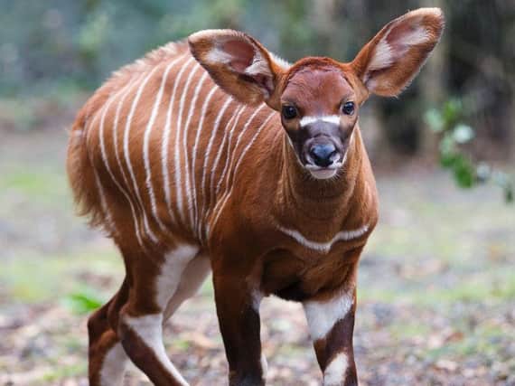 Dublin Zoo undated handout photo of a healthy eastern bongo calf that has been born at the attraction bringing the Zoo's bongo herd to five.