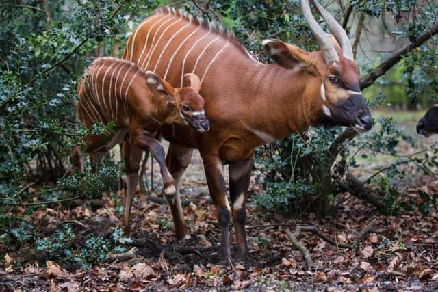 Dublin Zoo undated handout photo of a healthy eastern bongo calf with its mother that has been born at the attraction bringing the Zoo's bongo herd to five