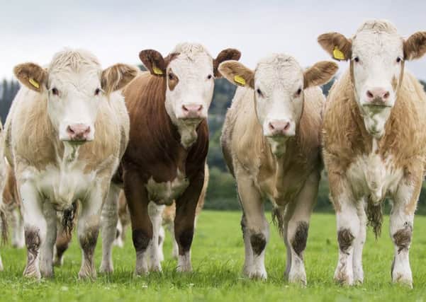The NI Simmental Club is inviting entries of pedigree bulls and heifers, and commercial heifers and cows, for its forthcoming spring show and sale in Dungannon on Friday 24th March.