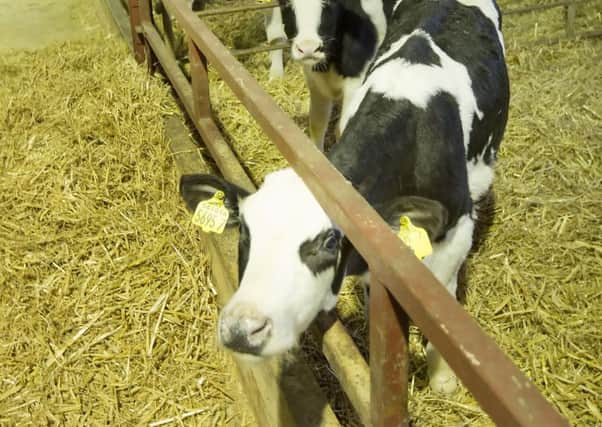 Feed conversion in calves is best during their first eight weeks of life and has a lifelong impact on performance.