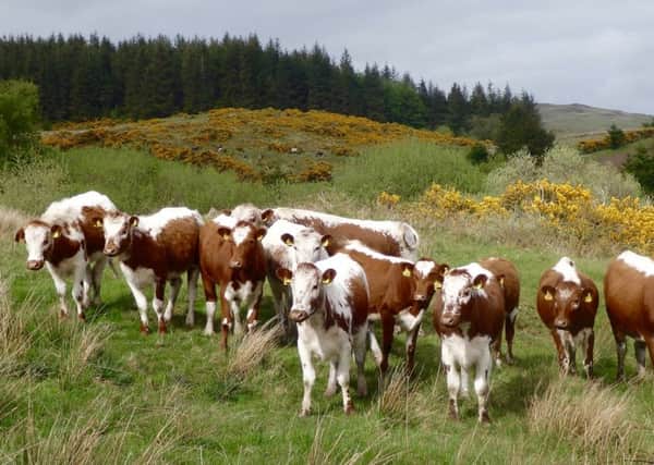 Irish Moiled heifers grazing on the moorlands