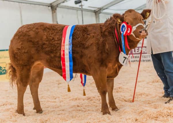 2016 overall champion and heifer champion, Daisy Duke, Limousin x British Blue x 
from John Williams. Bred by S J Nixon, Cumbria
