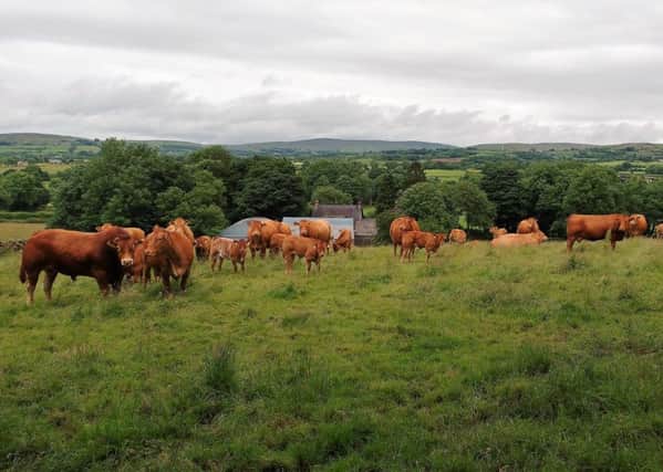 Limousin cattle on the Moore farm